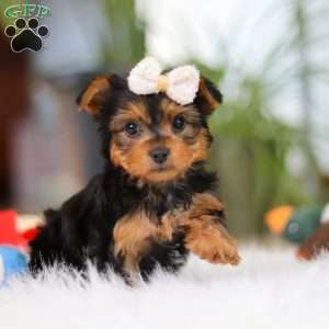 Bella, Yorkie Puppy